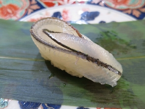 Japanese halfbeak (Sayori)